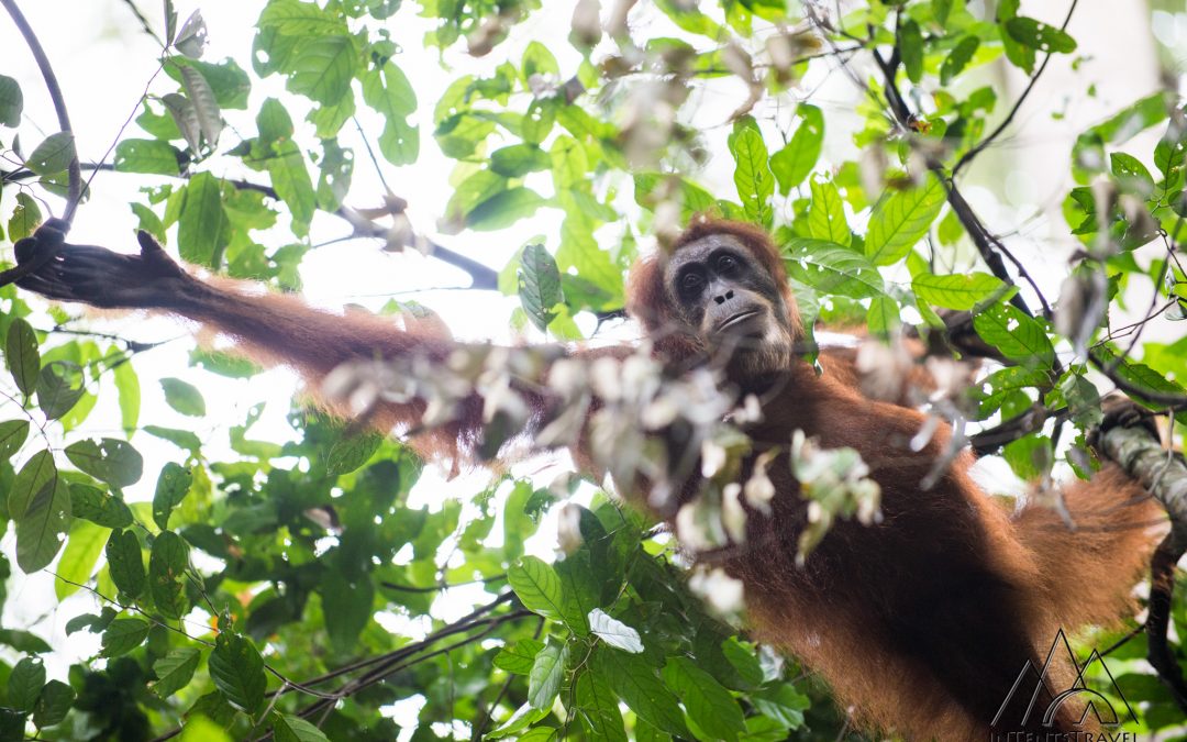 Orangutans in Sumatra